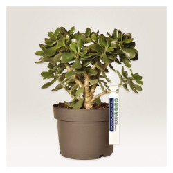 Avery T3007-10 Stropmærkater hvide 160x17mm, 10ark