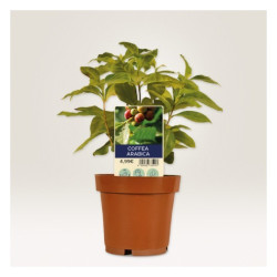 Avery T3006-10 Planteskilte hvide 128x47mm, 10ark