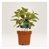 Avery T3006-10 Planteskilte hvide 128x47mm, 10ark