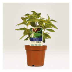 Avery T3005-10 Planteskilte hvide 100x20mm, 10ark